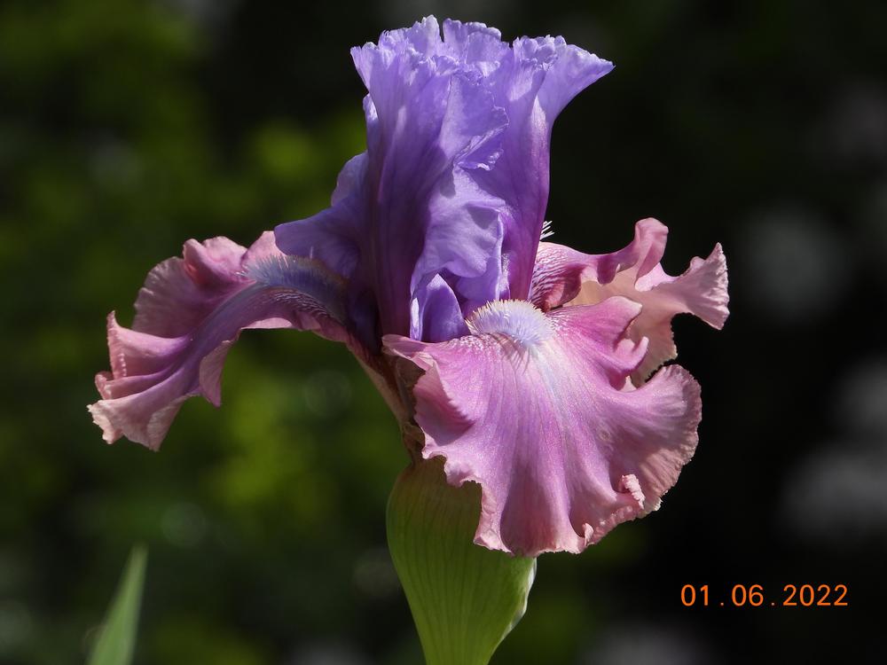 Photo of Tall Bearded Iris (Iris 'New Face') uploaded by Hajue
