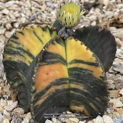 Location: The Prickly Pear, Sacramento CA.
Date: 2022-06-05
Astrophytum myriostigma nudun (variegated)