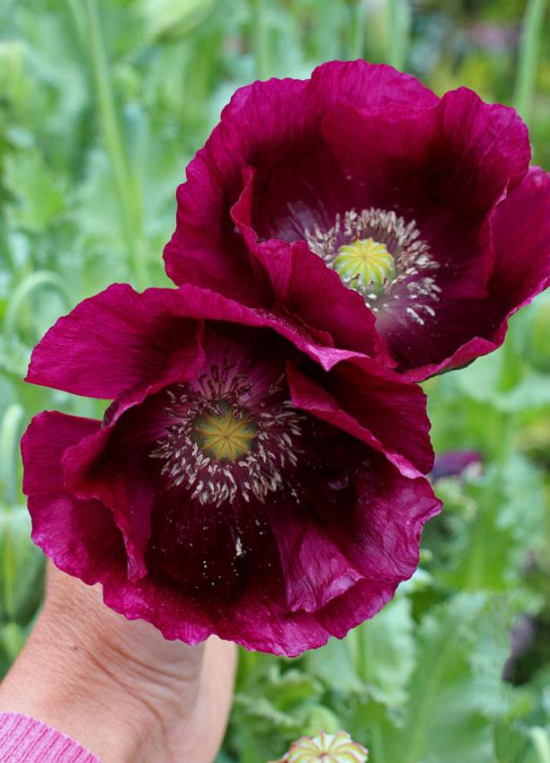 Photo of Opium Poppy (Papaver somniferum 'Lauren's Grape') uploaded by Joy