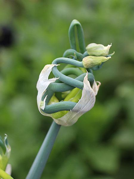 Photo of Onions (Allium cepa) uploaded by Joy