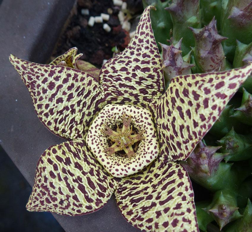 Photo of Starfish Cactus (Ceropegia mixta) uploaded by Joy