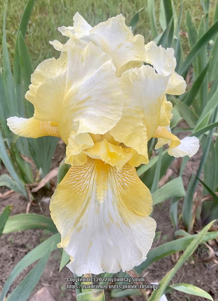 Photo of Tall Bearded Iris (Iris 'Truly Yours') uploaded by Lbsmitty