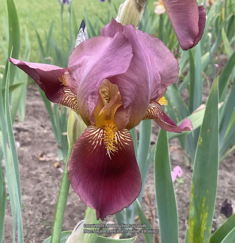 Photo of Tall Bearded Iris (Iris 'Rosy Wings') uploaded by Lbsmitty