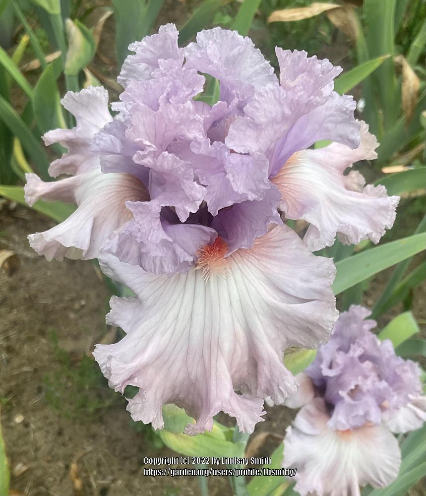 Photo of Tall Bearded Iris (Iris 'Edwardian Era') uploaded by Lbsmitty