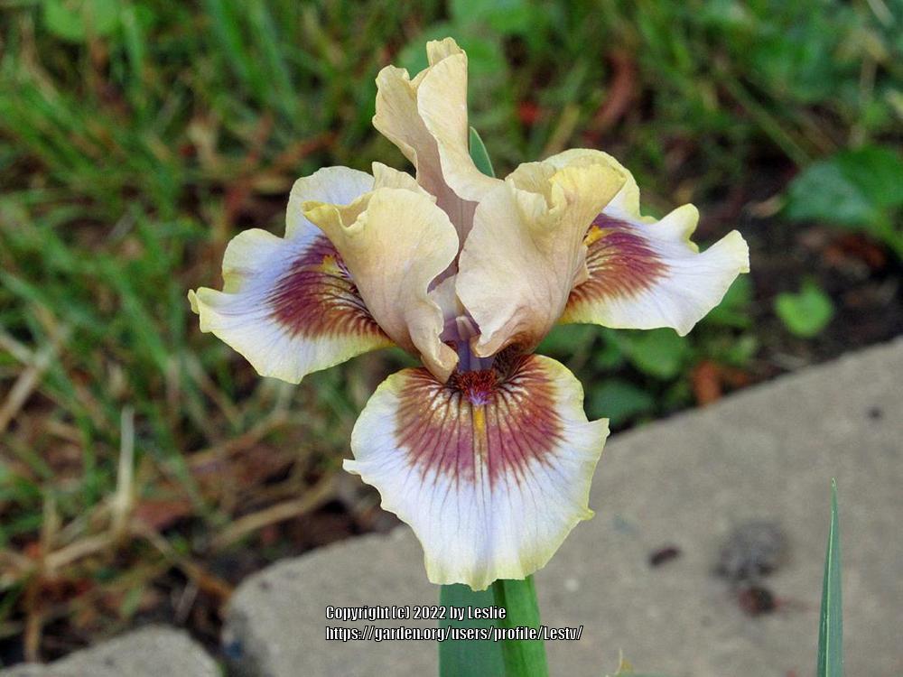 Photo of Intermediate Bearded Iris (Iris 'Zing Me') uploaded by Lestv