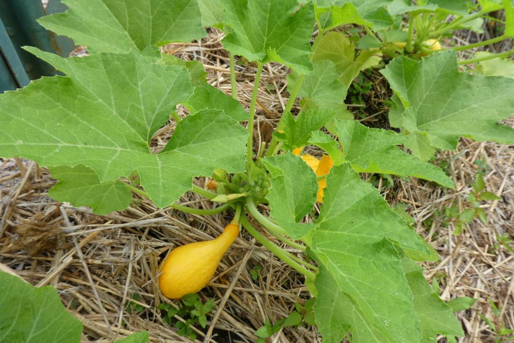 Photo of Summer Squash-Crookneck (Cucurbita pepo 'Early Yellow Summer Crookneck') uploaded by LoriMT