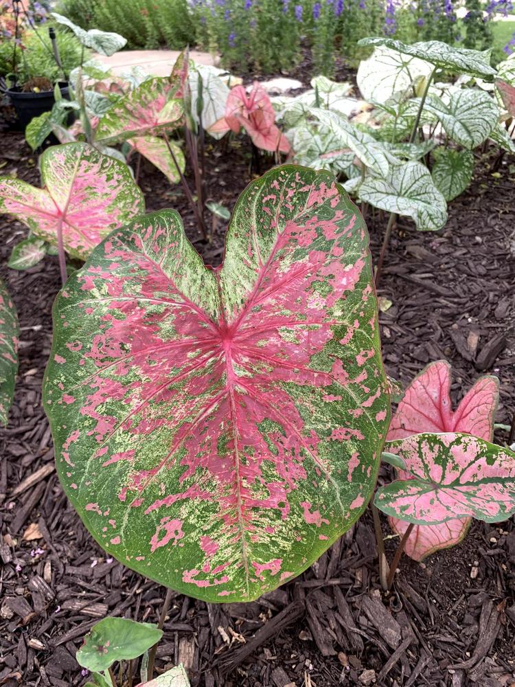 Photo of Fancy-leaf Caladium (Caladium 'Florida Beauty') uploaded by TexAlly