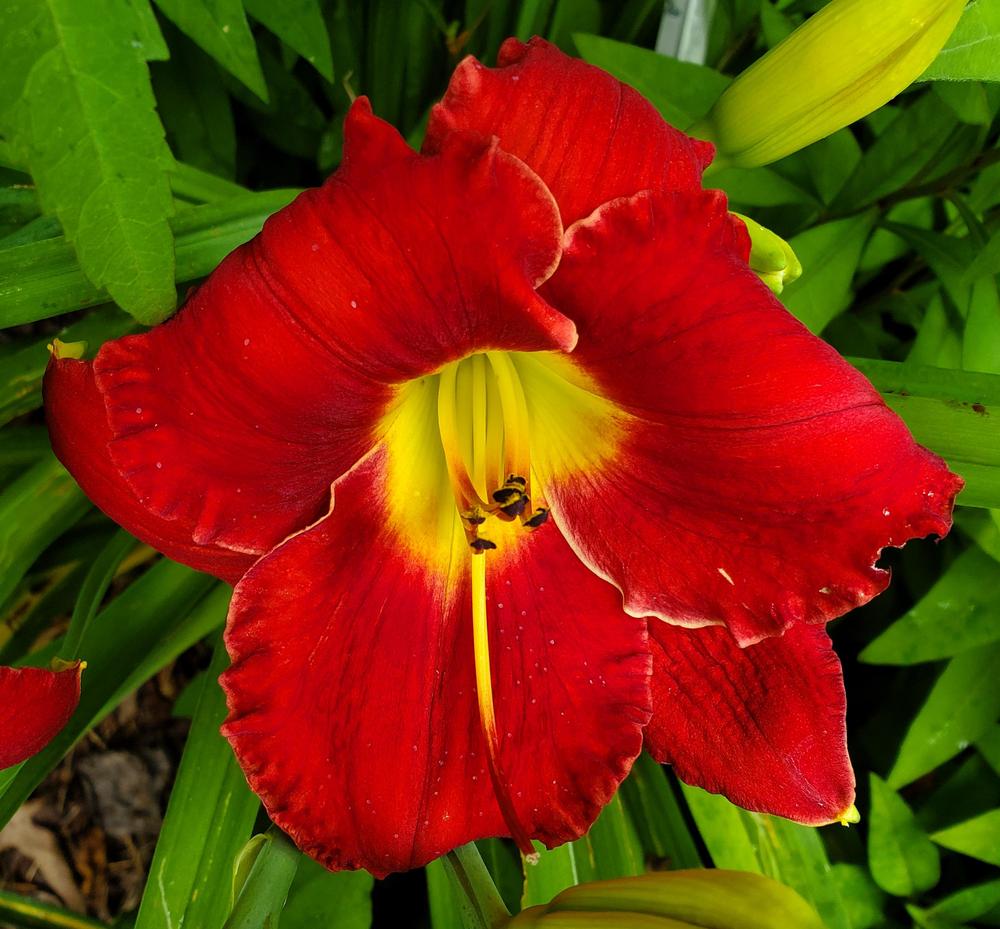 Photo of Daylily (Hemerocallis 'Caught Red Handed') uploaded by DavidMoore1962