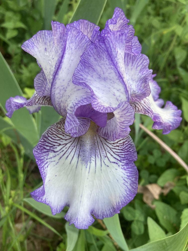 Photo of Tall Bearded Iris (Iris 'Autumn Circus') uploaded by DonnaKribs