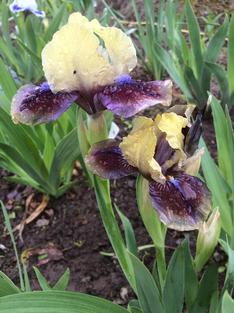 Photo of Standard Dwarf Bearded Iris (Iris 'Rainbow Rim') uploaded by DonnaKribs