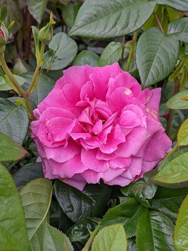 Photo of Rose (Rosa 'Pretty Lady Rose') uploaded by Joy
