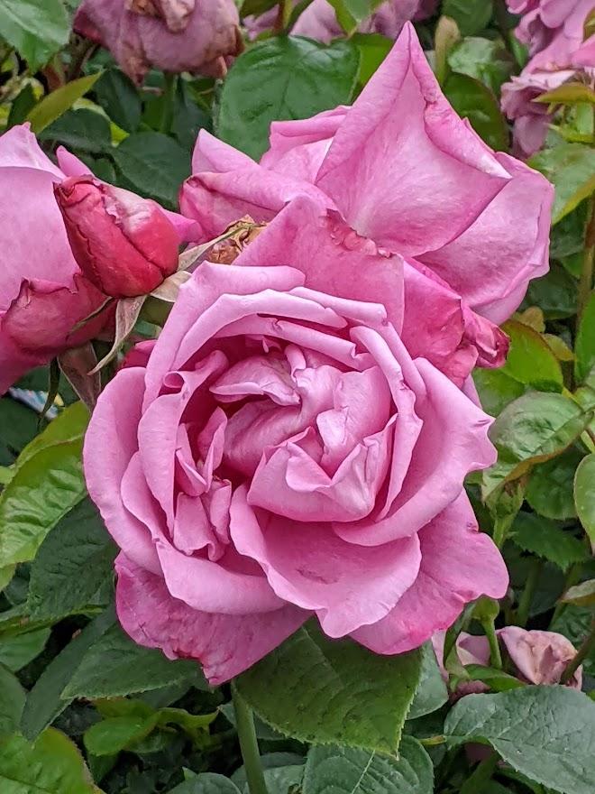 Photo of Rose (Rosa 'Heirloom') uploaded by Joy
