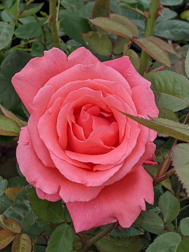 Photo of Rose (Rosa 'Tropicana') uploaded by Joy
