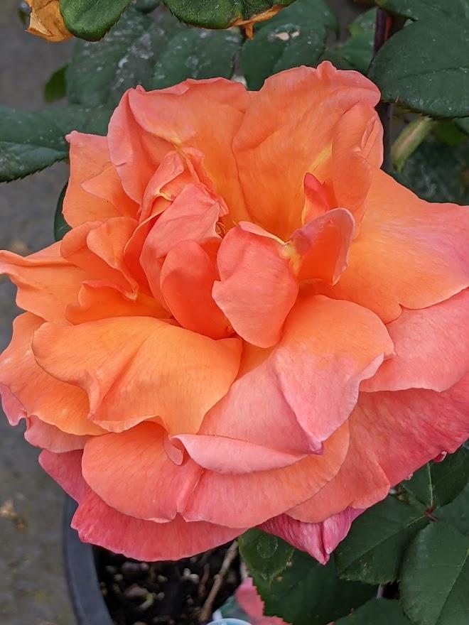 Photo of Rose (Rosa 'Sedona') uploaded by Joy