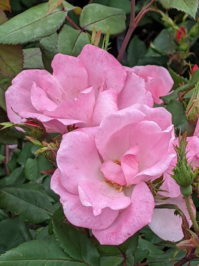 Photo of Rose (Rosa 'Pink Knock Out') uploaded by Joy