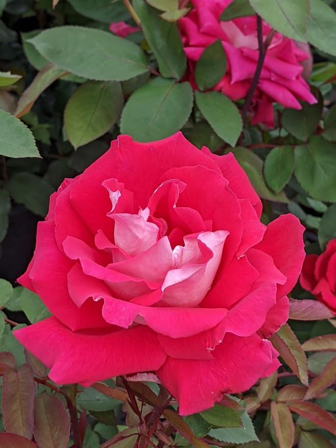 Photo of Rose (Rosa 'Love') uploaded by Joy