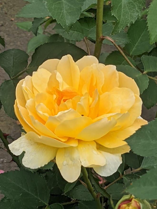 Photo of Rose (Rosa 'Molineux') uploaded by Joy