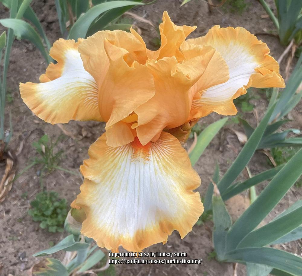 Photo of Tall Bearded Iris (Iris 'Good Vibrations') uploaded by Lbsmitty