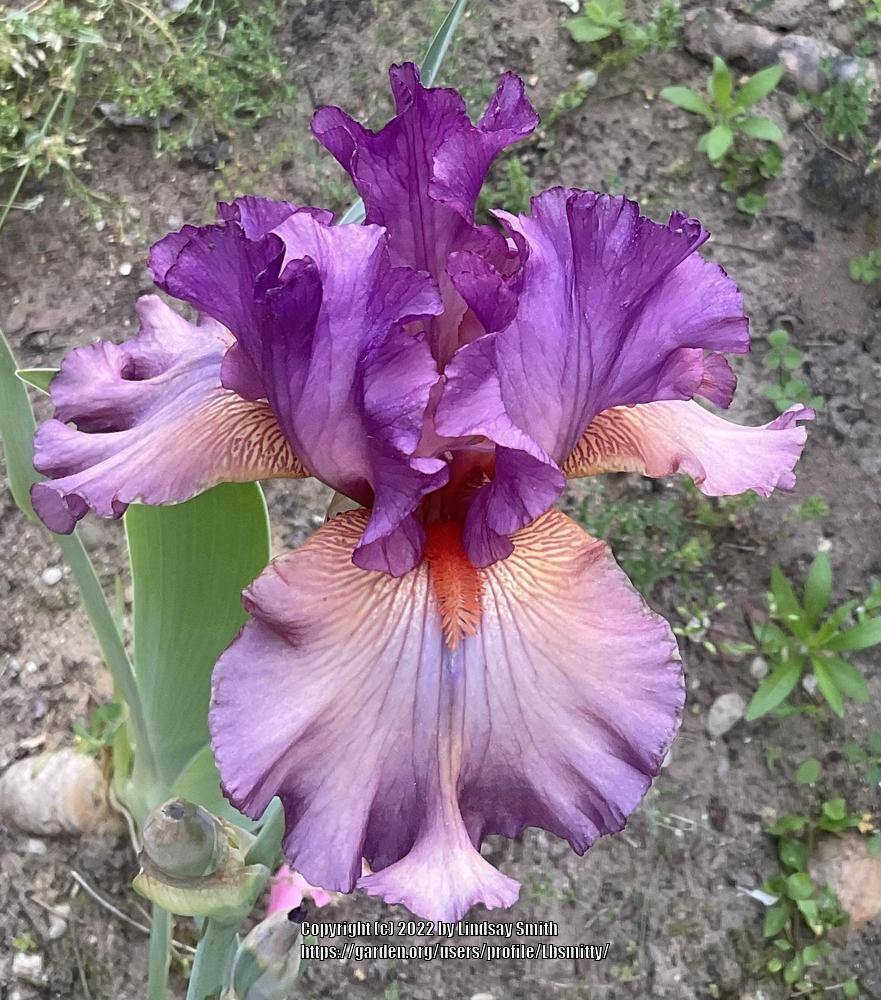 Photo of Tall Bearded Iris (Iris 'Dandy Candy') uploaded by Lbsmitty
