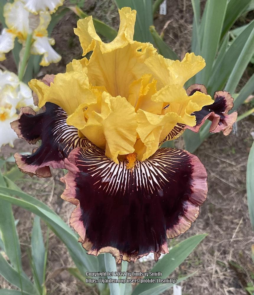 Photo of Tall Bearded Iris (Iris 'Indulgence') uploaded by Lbsmitty