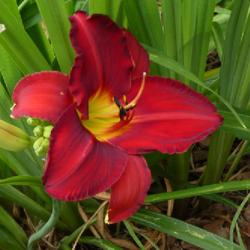 Location: my garden in Dawsonville, GA (zone 7b north Geogia mountains)
Date: 2022-06-06
NoID 020, seedling from Jungle Paradise Daylilies 6/9/2015