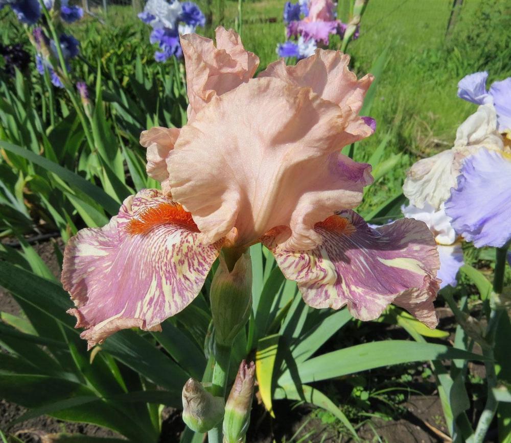 Photo of Tall Bearded Iris (Iris 'King Tush') uploaded by Natalie