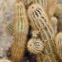 Location: US Botanical Gardens, Washingron DC, US
Date: 2020-02-01
Lace hedgehog cactus (Echinocereus reichenbachii)