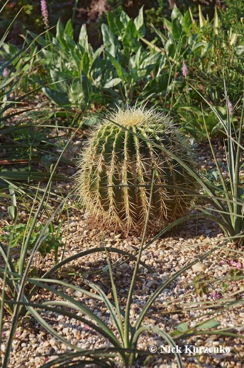 Photo of Golden Barrel Cactus (Kroenleinia grusonii) uploaded by Nick_Kurzenko