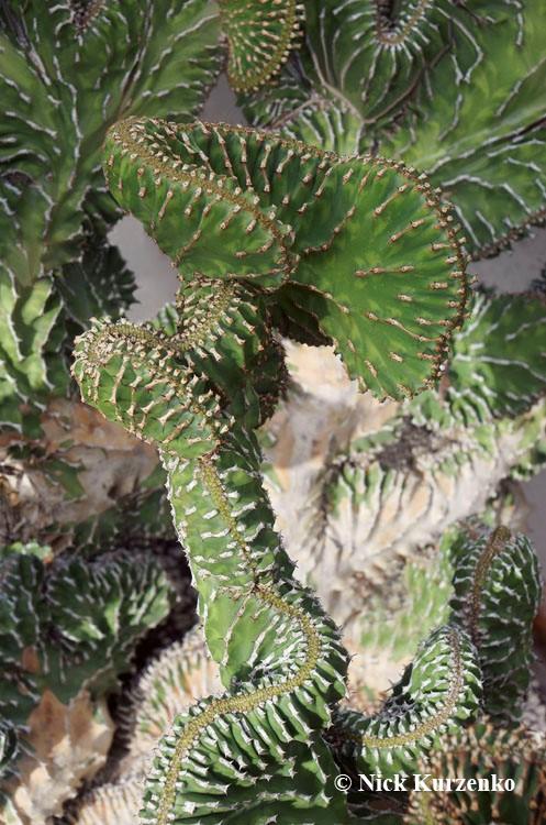Photo of Elkhorn (Euphorbia lactea 'Cristata') uploaded by Nick_Kurzenko