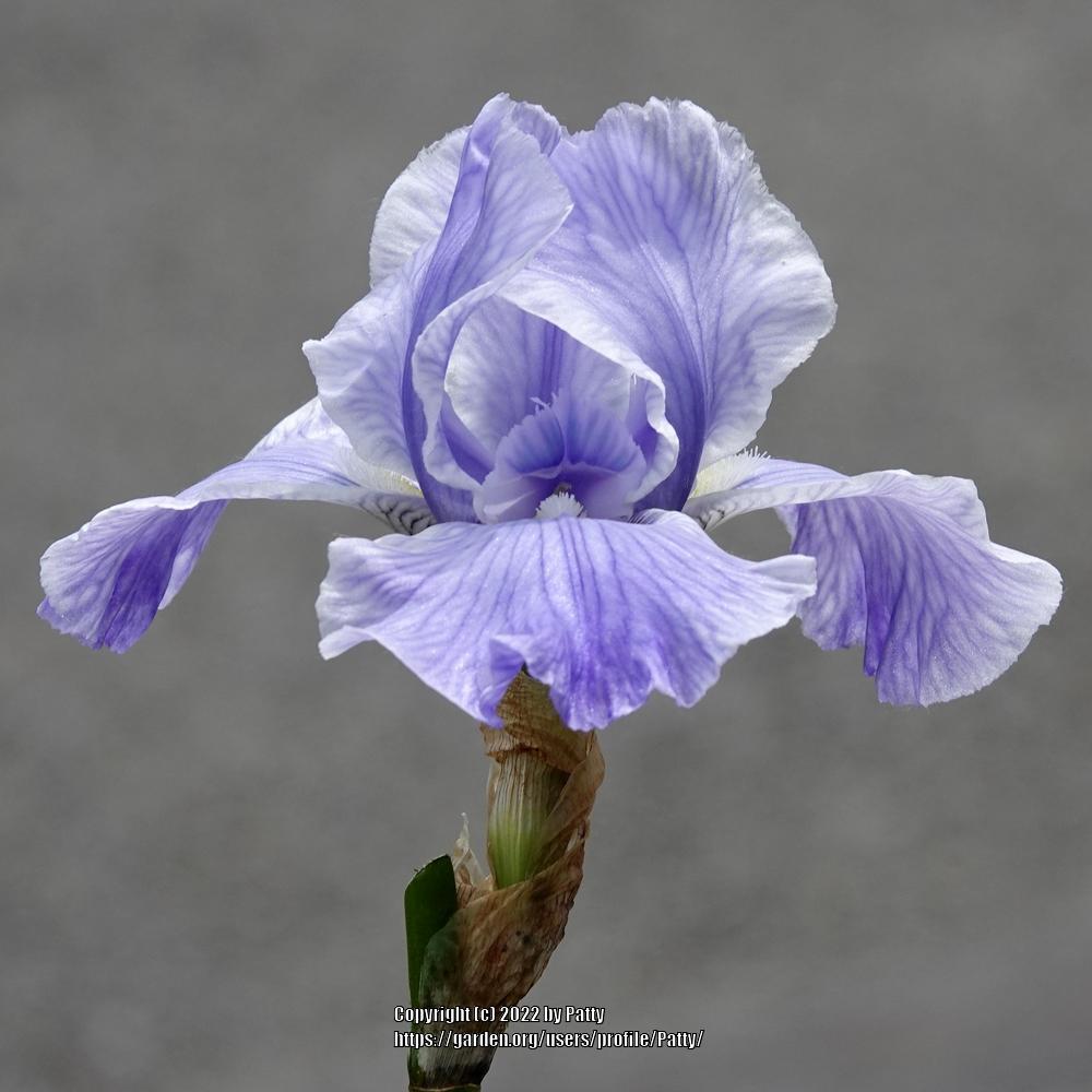 Photo of Tall Bearded Iris (Iris 'Absolute Treasure') uploaded by Patty