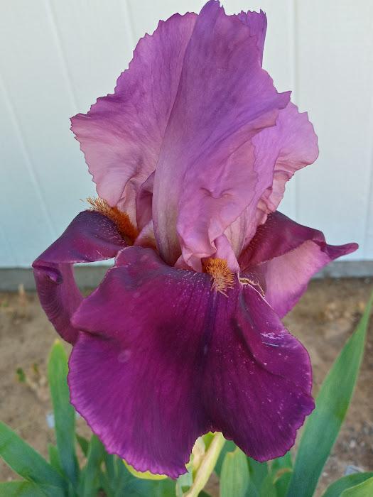 Photo of Tall Bearded Iris (Iris 'Camelot Rose') uploaded by scary1785
