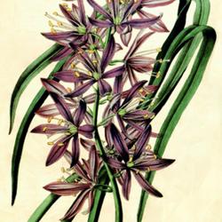 Location: This plant was labeled as Camassia esculenta...having an extended range, found in Kentucky, Louisiana, on the shores of Lakes Huron and Erie, and in the valleys of the Rocky Mountains, etc. [translation from the French is mine]
Date: c. 1847
illustration from 'Flore des serres et jardins...', 1847