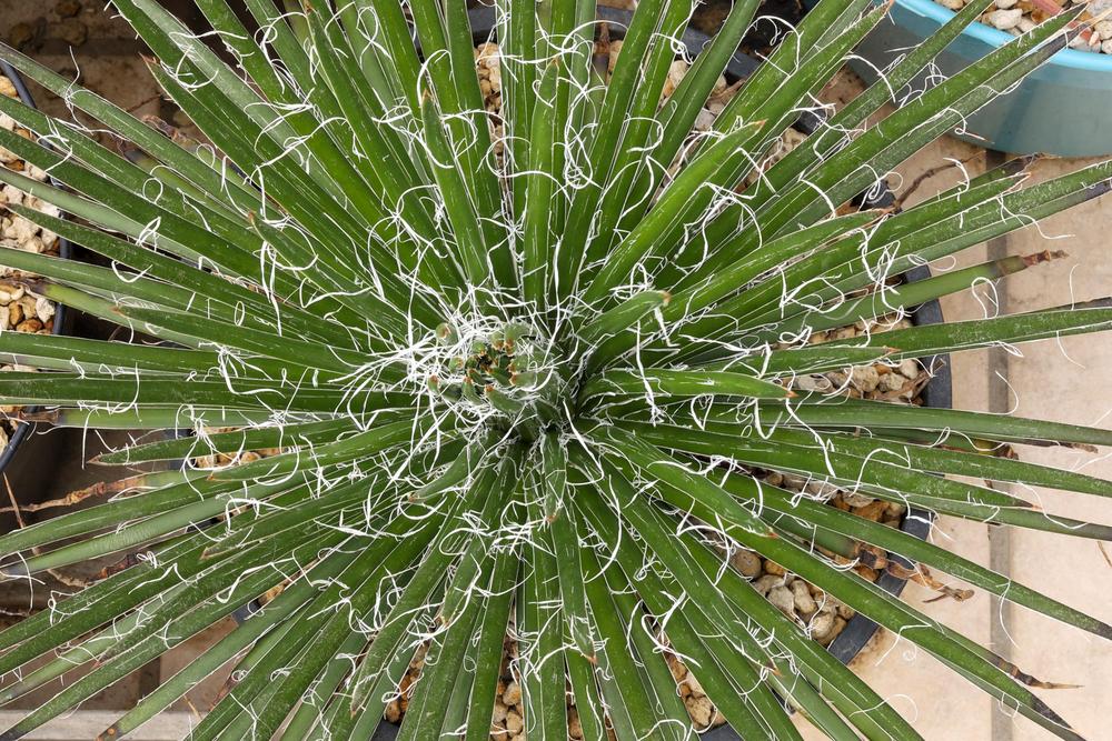 Photo of Twin-Flowered Agave (Agave geminiflora) uploaded by Baja_Costero