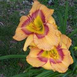 Location: Nocona,Texas zn.7 My gardens
Date: 2022-06-07
There's actually 3 gorgeous blooms in the photo..a real beauty!