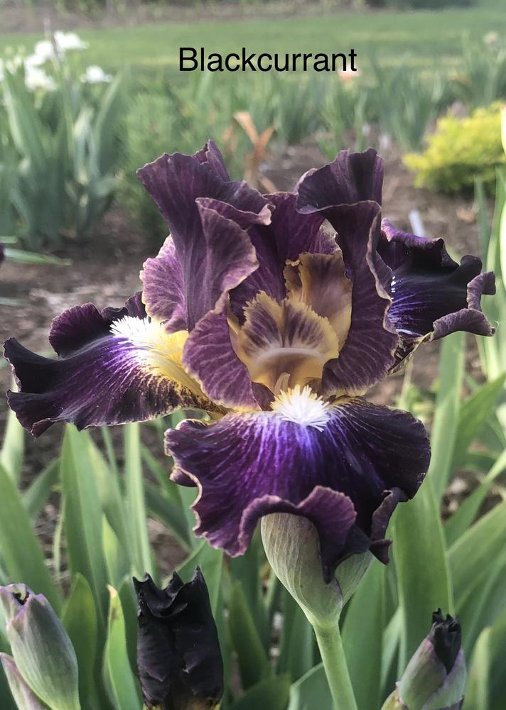 Photo of Intermediate Bearded Iris (Iris 'Blackcurrant') uploaded by Hortgirl