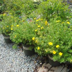 Location: Chester Springs, Pennsylvania
Date: 2022-06-08
some plants for sale in pots