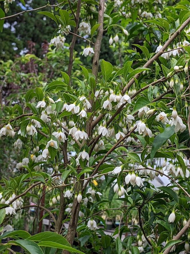Photo of Snowbell (Styrax japonicus) uploaded by Joy