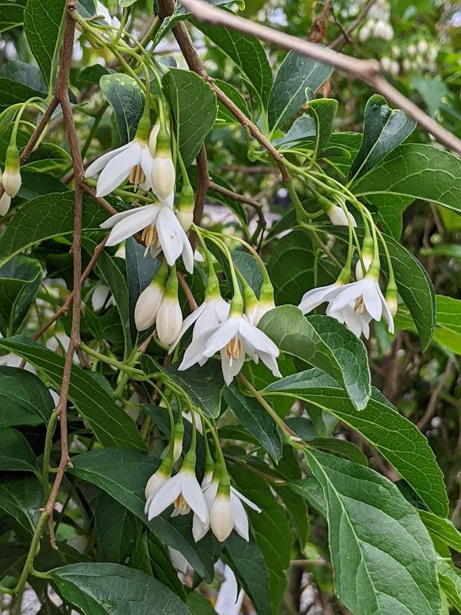 Photo of Snowbell (Styrax japonicus) uploaded by Joy
