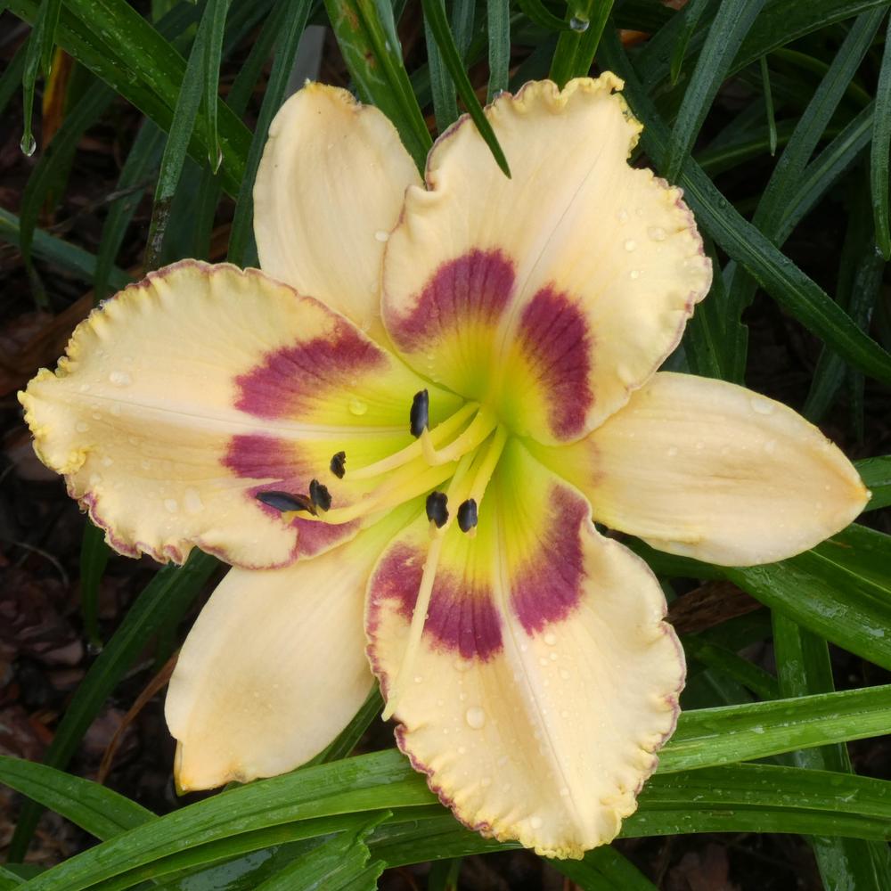 Photo of Daylily (Hemerocallis 'King of the Ages') uploaded by LoriMT