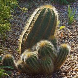 Location: Green Spring Gardens, Alexandria, Virginia, US
Date: 2017-08-20
Ball cactus (Parodia magnifica). Called Rounded ball cactus and B