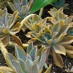 Location: Washington DC
Date: 2018-07-15
Fred Ives graptoveria (Graptoveria 'Fred Ives'). Hybrid between G