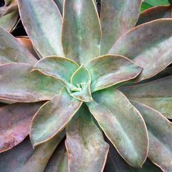 Location: Green Spring Gardens, Alexandria, Virginia, US
Date: 2017-09-17
Fred Ives graptoveria (Graptoveria 'Fred Ives'). Hybrid between G