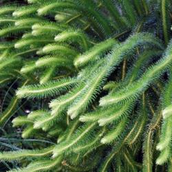Location: US National Arboretum, Washington DC, US
Date: 2019-09-29
Rock tassel fern (Huperzia squarrosa). Called Water tassel fern a