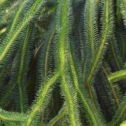 Location: US National Arboretum, Washington DC, US
Date: 2019-09-29
Rock tassel fern (Huperzia squarrosa). Called Water tassel fern a