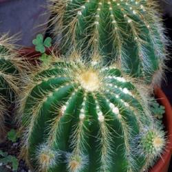 Location: Green Spring Gardens, Alexandria, Virginia, US
Date: 2017-08-20
Schumanniana cactus (Parodia schumanniana). Another botanical nam