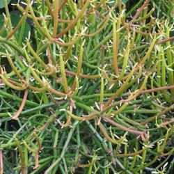Location: Green Spring Gardens, Alexandria, Virginia, US
Date: 2017-09-17
Firesticks (Euphorbia tirucalli 'Rosea')