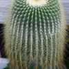 Lemon ball cactus (Parodia leninghausii f. albispina). Called Gol
