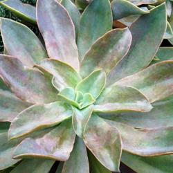 Location: Green Spring Gardens, Alexandria, Virginia, US
Date: 2017-09-17
Fred Ives graptoveria (Graptoveria 'Fred Ives'). Hybrid between G