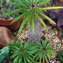 Location: Green Spring Gardens, Alexandria, Virginia, US
Date: 2017-09-17
Madagascar palm (Pachypodium lamerei)