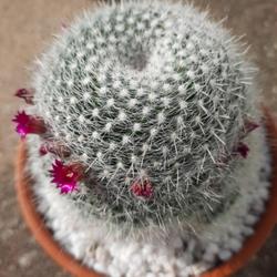 Location: Home
Date: 2022-06-08
Mail ordered one. (A previous one, was actually a Rebutia !)